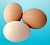 Яйцо